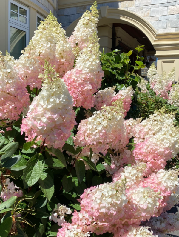 Vanilla Strawberry Panicle Hydrangea丨Flower Gardens