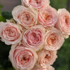 Victorian Dream Rose丨Flower Gardens