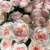 Victorian Dream Rose丨Flower Gardens