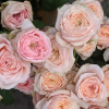 Victorian Dream Rose for sale丨Flower Gardens