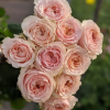 Victorian Dream Rose plant丨Flower Gardens