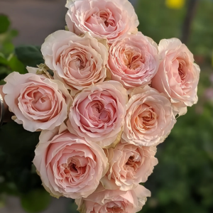 Victorian Dream Rose plant丨Flower Gardens