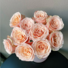 Warm Soufflé Rose丨Flower Gardens