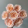 Warm Soufflé Rose plant丨Flower Gardens