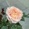 Warm Soufflé Rose丨Flower Gardens