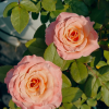 Warm Soufflé Rose plant丨Flower Gardens