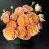 Wutongyue Rose plant丨Flower Gardens