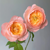 Wutongyue Rose plant丨Flower Gardens