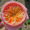 Wutongyue Rose丨Flower Gardens