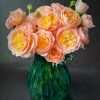 Wutongyue Rose丨Flower Gardens