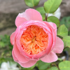 Wutongyue Rose for sale丨Flower Gardens