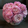 Xingyuan Xueqing Rose for sale丨Flower Gardens