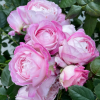 Xingyuan Xueqing Rose plant丨Flower Gardens