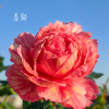 Xiuyan Rose丨Flower Gardens