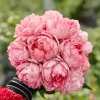 Xiuyan Rose plant丨Flower Gardens