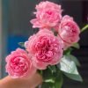 Xiuyan Rose plant丨Flower Gardens