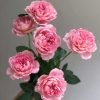 Xiuyan Rose丨Flower Gardens