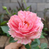 Xiuyan Rose for sale丨Flower Gardens