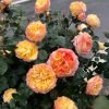 Yuhui Rose丨Flower Gardens