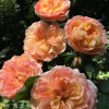 Yuhui Rose plant丨Flower Gardens
