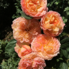 Yuhui Rose丨Flower Gardens