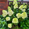 lime light Panicle Hydrangea丨Flower Gardens