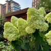 lime light Panicle Hydrangea for sale丨Flower Gardens