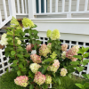 lime light Panicle Hydrangea plant丨Flower Gardens