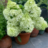 lime light Panicle Hydrangea丨Flower Gardens