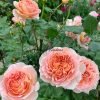 Abraham Darby2 Abraham Darby Rose for sale丨Flower Gardens