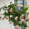 Abraham Darby3 Abraham Darby Rose丨Flower Gardens