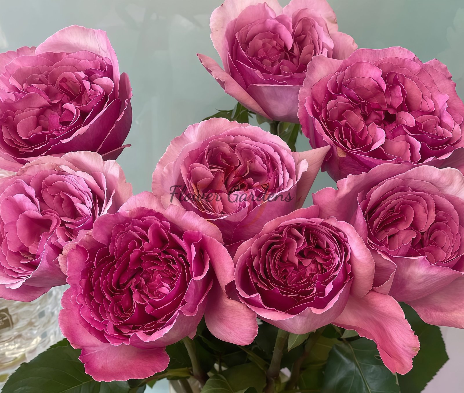 Aromatique Rose plant丨Flower Gardens