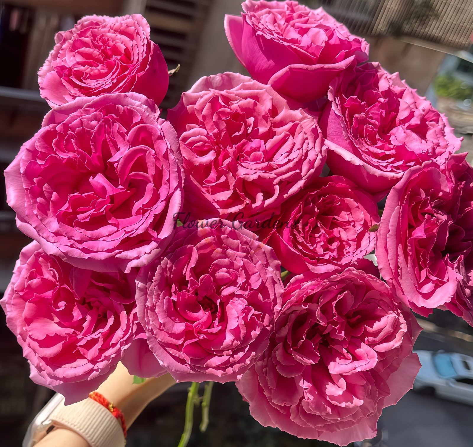 Aromatique Rose丨Flower Gardens