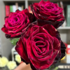 BlackGold Rose for sale丨Flower Gardens