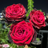 BlackGold Rose丨Flower Gardens