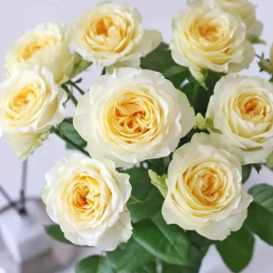 Butter Cup Rose 丨Flower Gardens