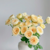 Butter Cup Rose 丨Flower Gardens