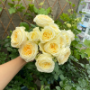 Butter Cup Rose 丨Flower Gardens