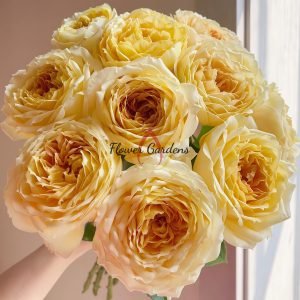 Caramel Antike Freelander Rose for sale丨Flower Gardens