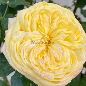 Cassandra Rose丨Flower Gardens