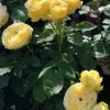 Catalina Rose丨Flower Gardens