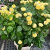 Catalina Rose for sale丨Flower Gardens
