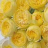 Catalina Rose丨Flower Gardens