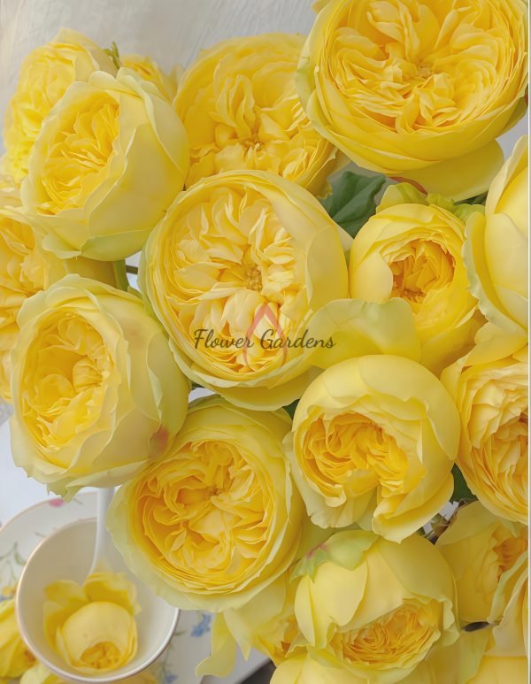 Catalina Rose丨Flower Gardens