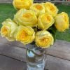 Catalina Rose丨Flower Gardens