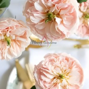 Charity Rose plant丨Flower Gardens
