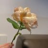 Charlotte Perriand Rose plant丨Flower Gardens