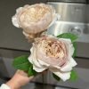 Charlotte Perriand Rose for sale丨Flower Gardens
