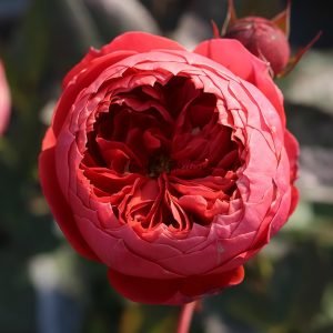 Cinnabar Bowl Rose Zhusha Wan Rose丨Flower Gardens