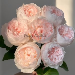 Cocottee Rose丨Flower Gardens